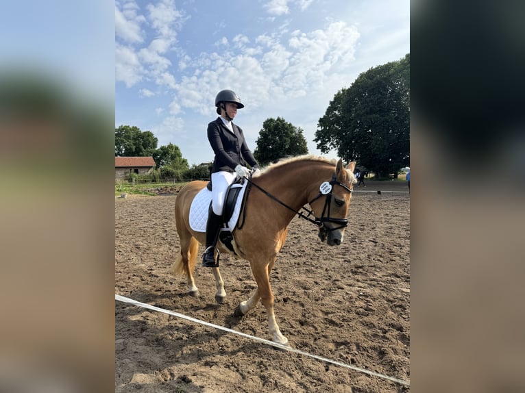 Edelbluthaflinger Stute 18 Jahre 152 cm in Vorbeck