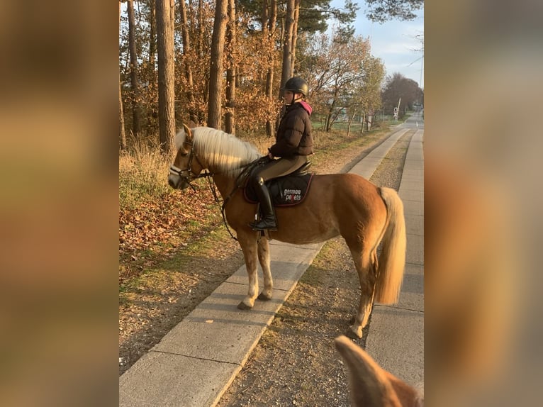 Edelbluthaflinger Stute 18 Jahre 152 cm in Vorbeck