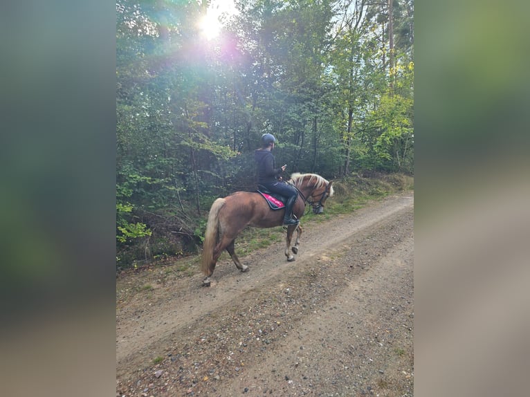 Edelbluthaflinger Stute 18 Jahre 152 cm in Vorbeck