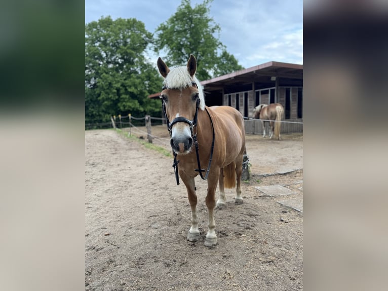 Edelbluthaflinger Stute 18 Jahre 152 cm in Vorbeck