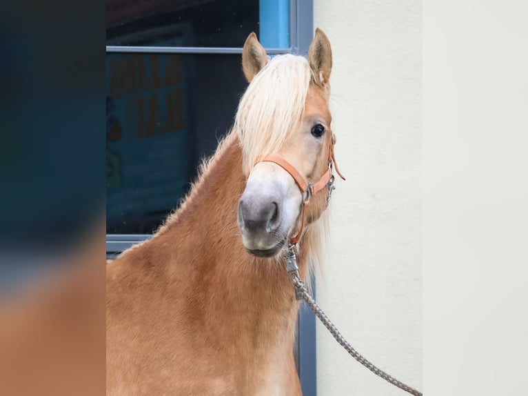 Edelbluthaflinger Stute 2 Jahre 150 cm Fuchs in Ebermannsdorf