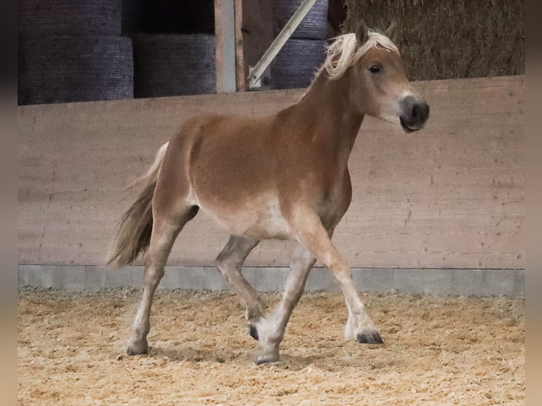 Edelbluthaflinger Stute 2 Jahre 150 cm Fuchs in Ebermannsdorf