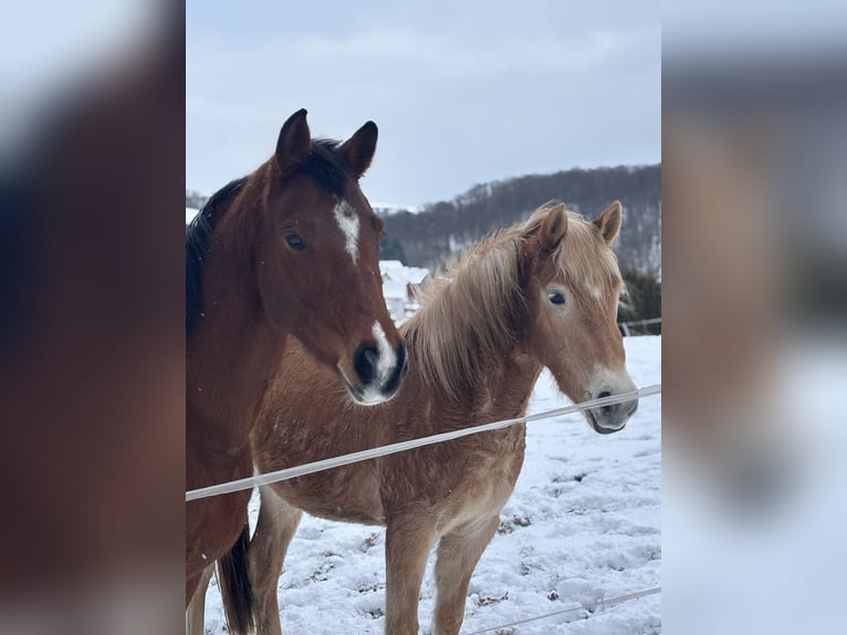 Edelbluthaflinger Stute 3 Jahre 143 cm  in Leinefelde-Worbis