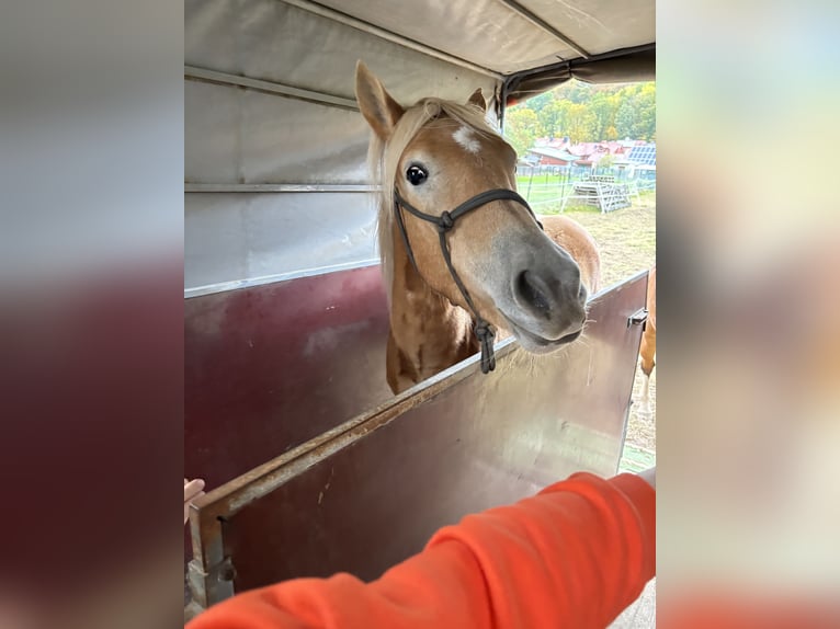 Edelbluthaflinger Stute 3 Jahre 143 cm  in Leinefelde-Worbis
