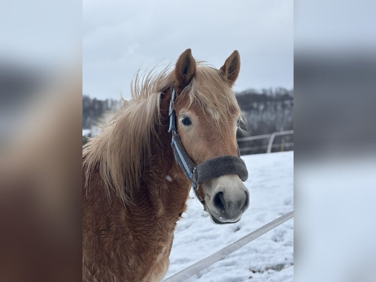 Edelbluthaflinger Stute 3 Jahre 143 cm  in Leinefelde-Worbis