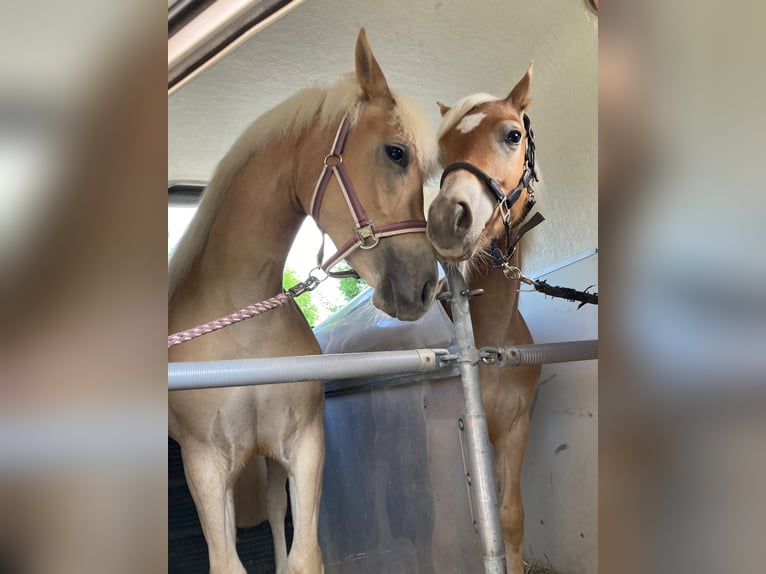 Edelbluthaflinger Stute 3 Jahre 144 cm in Ingenried