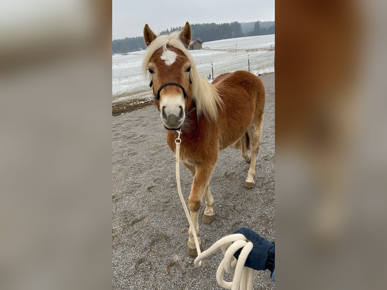 Edelbluthaflinger Stute 3 Jahre 144 cm in Ingenried