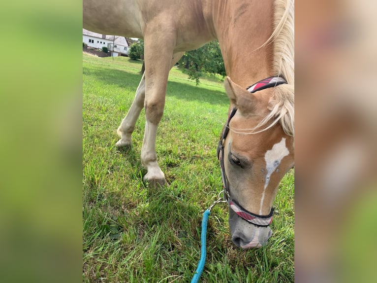 Edelbluthaflinger Stute 3 Jahre 145 cm in Rottweil