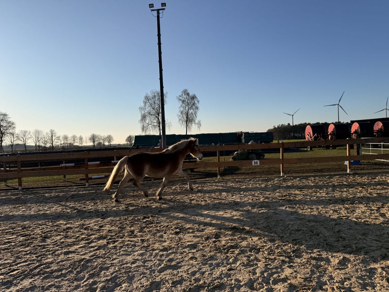 Edelbluthaflinger Stute 3 Jahre 146 cm Fuchs in Tostedt