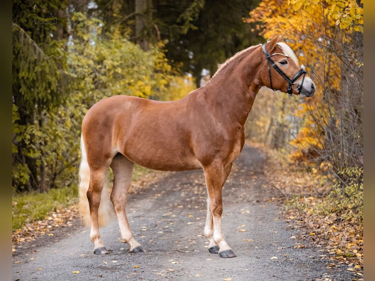 Edelbluthaflinger Stute 3 Jahre 147 cm Fuchs in Bayreuth