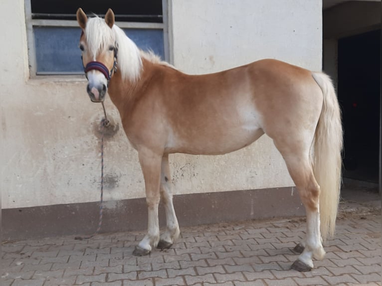 Edelbluthaflinger Stute 3 Jahre 147 cm Fuchs in Hausen
