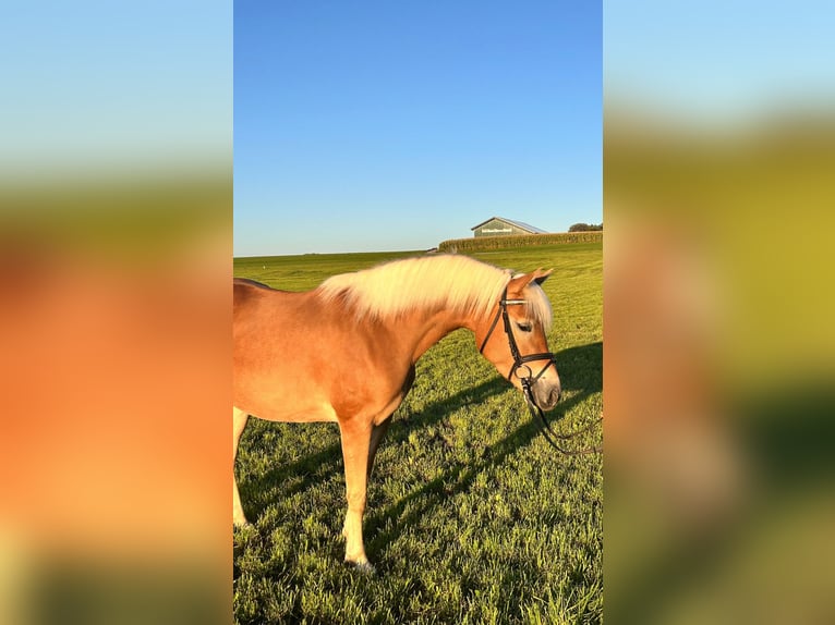 Edelbluthaflinger Stute 3 Jahre 148 cm Fuchs in Jengen