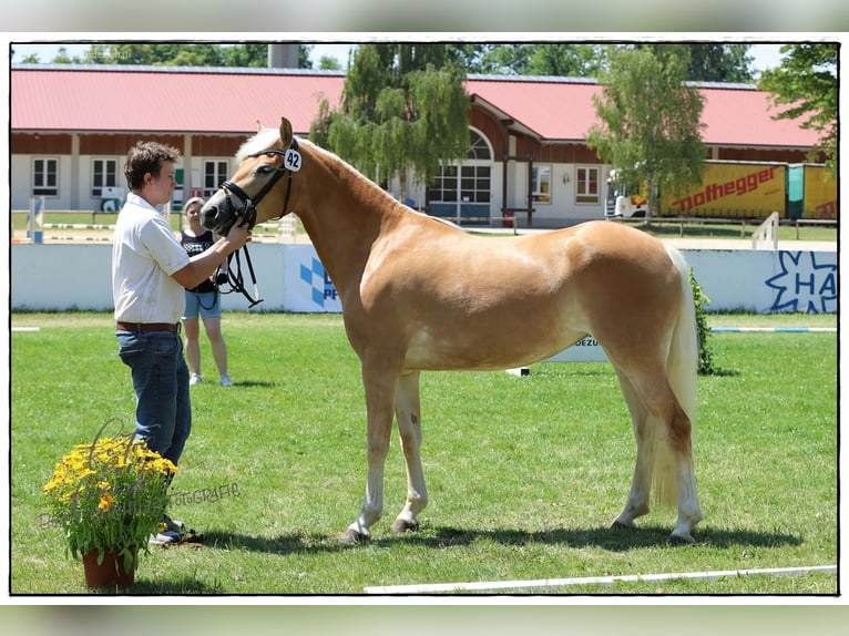Edelbluthaflinger Stute 3 Jahre 148 cm Fuchs in Jengen
