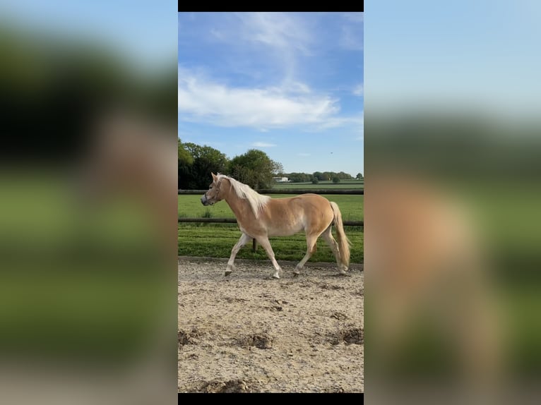 Edelbluthaflinger Stute 3 Jahre 149 cm in Nordhorn