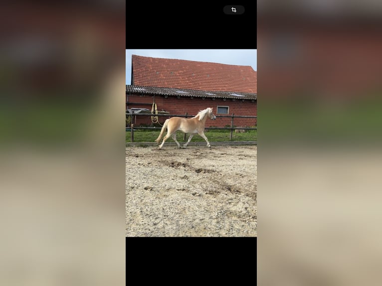 Edelbluthaflinger Stute 3 Jahre 149 cm in Nordhorn