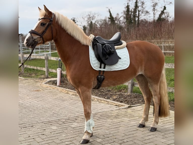 Edelbluthaflinger Stute 3 Jahre 149 cm Fuchs in Rieste