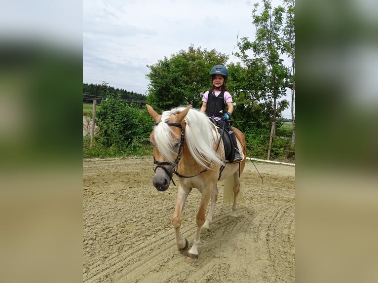 Edelbluthaflinger Stute 3 Jahre 150 cm Fuchs in Stiefenhofen