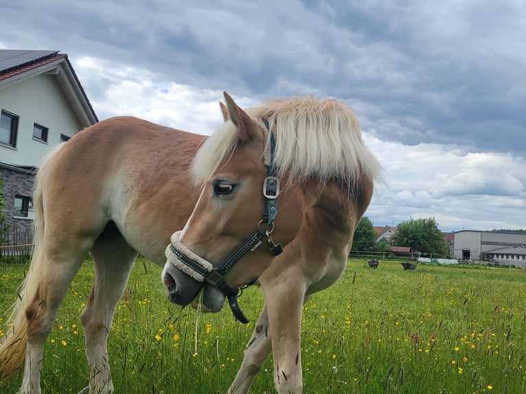 Edelbluthaflinger Stute 4 Jahre 140 cm  in Wolfertschwenden