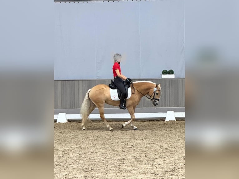 Edelbluthaflinger Stute 4 Jahre 144 cm Fuchs in Warendorf-Milte