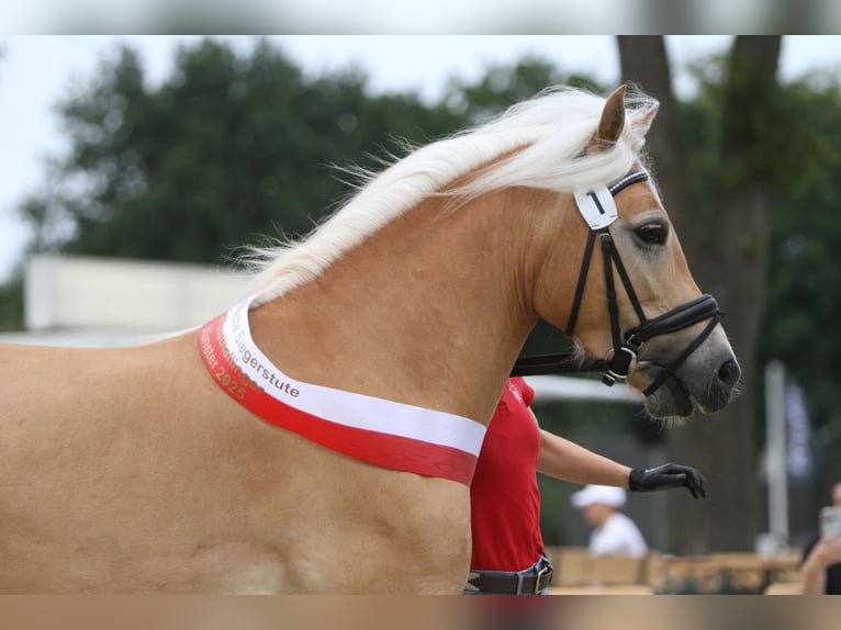 Edelbluthaflinger Stute 4 Jahre 144 cm Fuchs in Warendorf-Milte