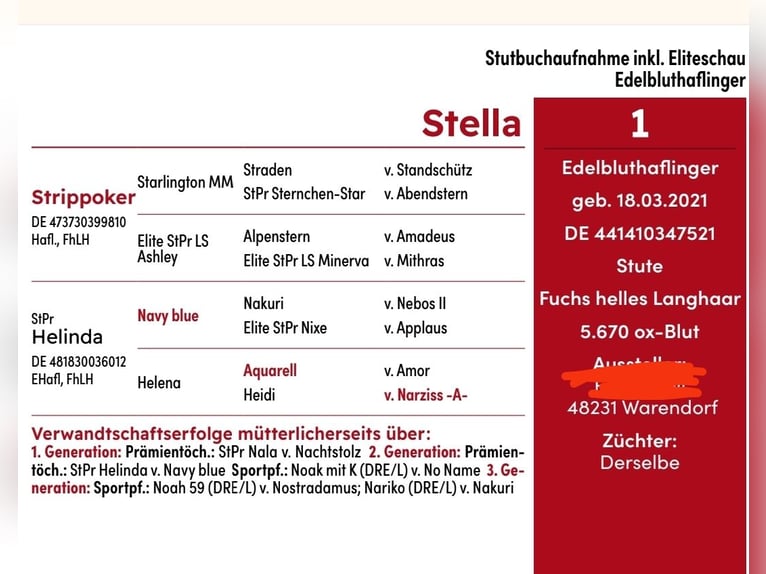 Edelbluthaflinger Stute 4 Jahre 144 cm Fuchs in Warendorf-Milte