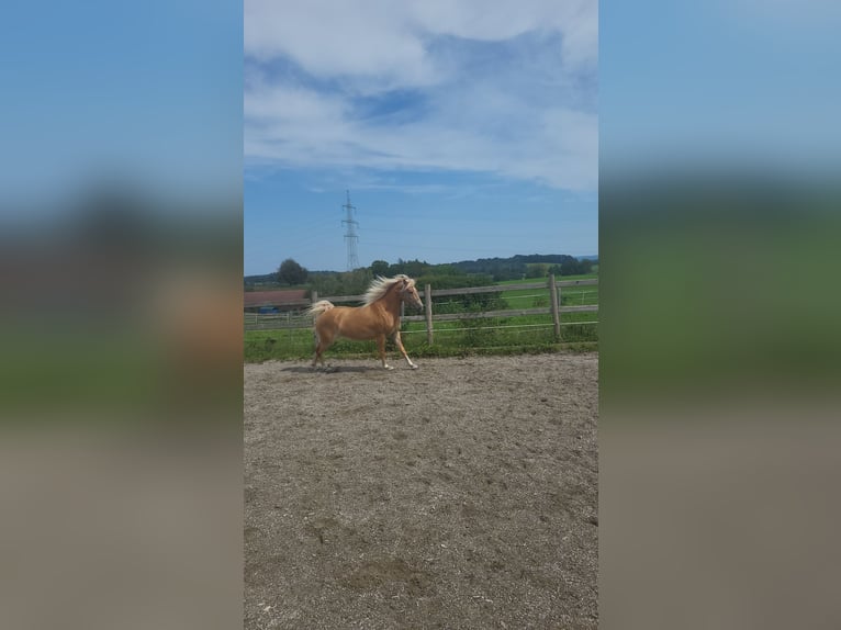 Edelbluthaflinger Stute 4 Jahre 145 cm Palomino in Crailsheim