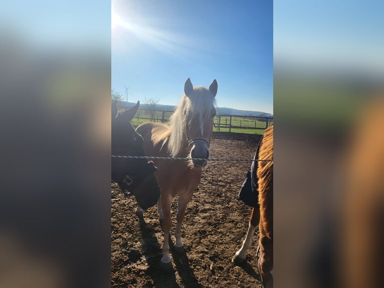 Edelbluthaflinger Stute 4 Jahre 145 cm Palomino in Crailsheim