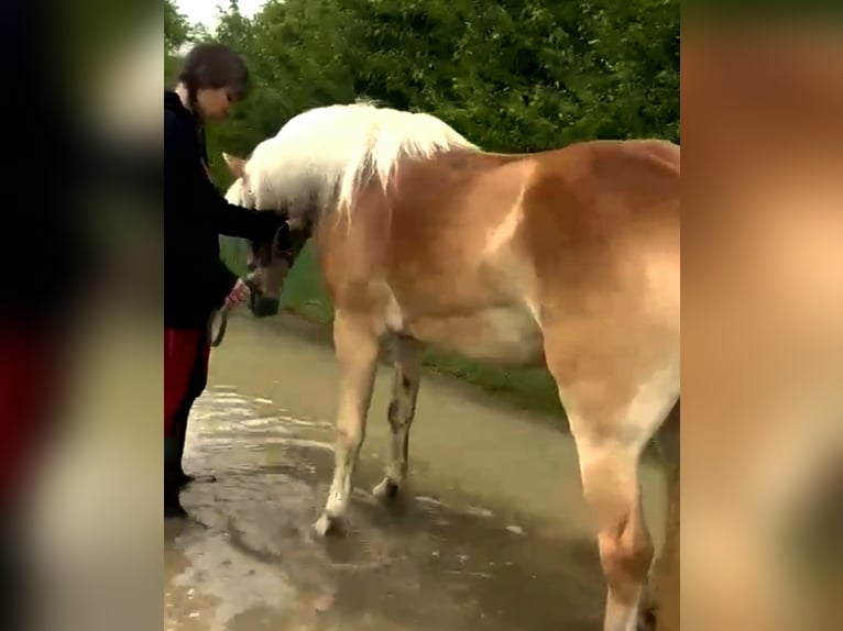 Edelbluthaflinger Stute 4 Jahre 147 cm  in Döbritschen
