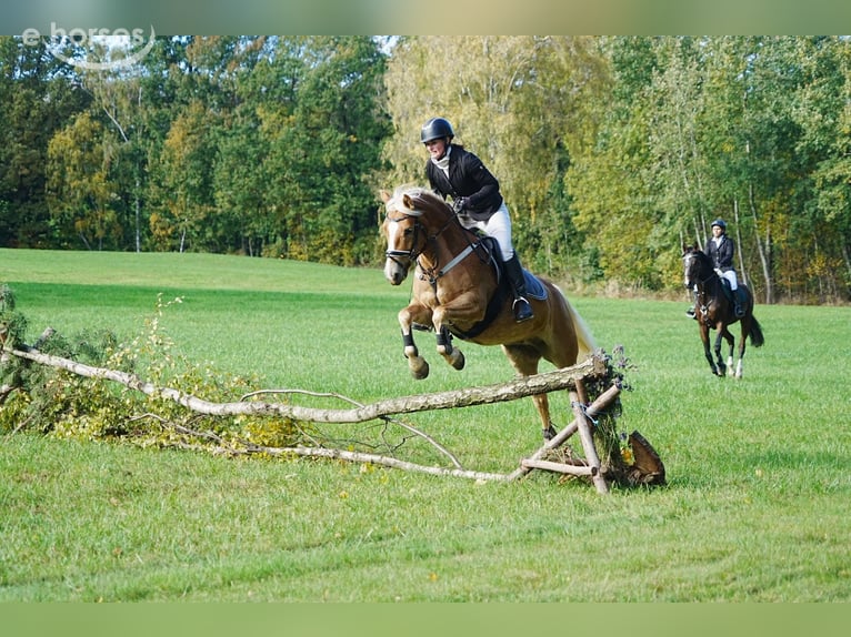Edelbluthaflinger Stute 4 Jahre 148 cm Fuchs in Görlitz