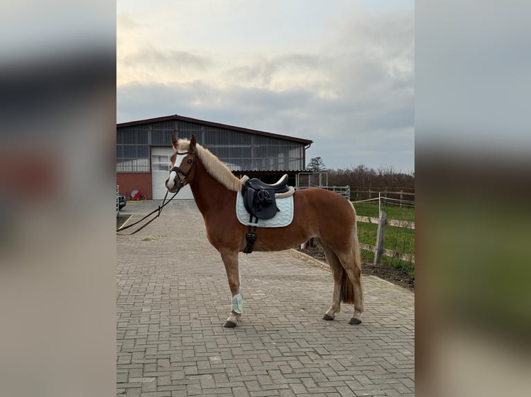 Edelbluthaflinger Stute 4 Jahre 149 cm Fuchs in Rieste
