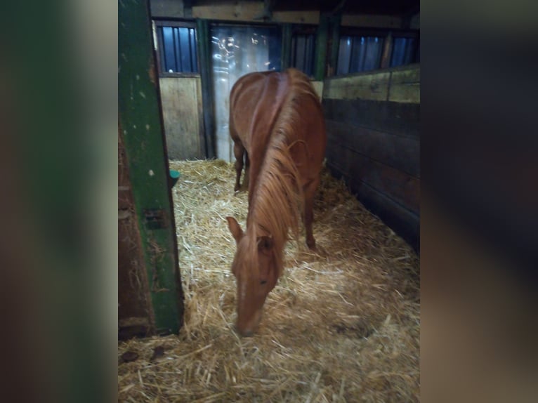 Edelbluthaflinger Stute 4 Jahre 149 cm Fuchs in Hamm