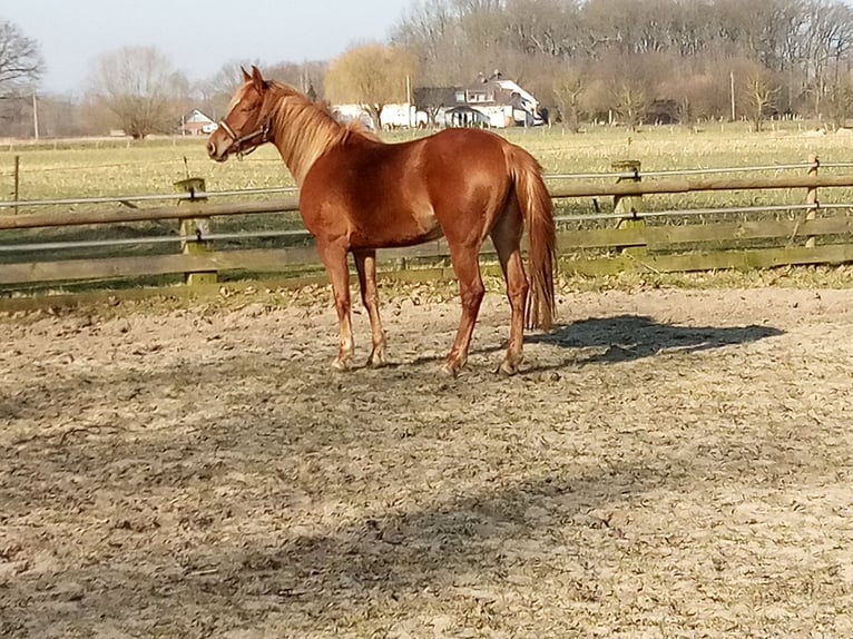 Edelbluthaflinger Stute 4 Jahre 149 cm Fuchs in Hamm