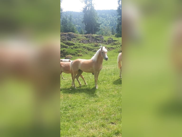 Edelbluthaflinger Stute 4 Jahre 149 cm in Ingenried