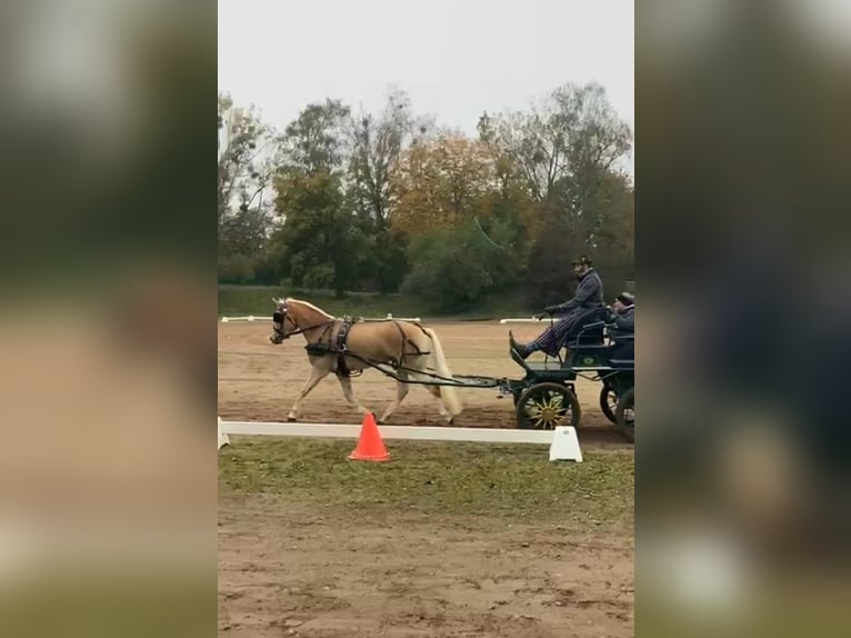 Edelbluthaflinger Stute 4 Jahre 149 cm in Ingenried