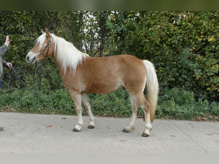 Edelbluthaflinger Stute 5 Jahre 141 cm Fuchs in Scheßlitz