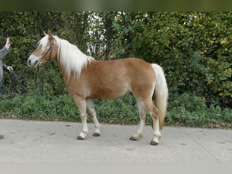 Edelbluthaflinger Stute 5 Jahre 141 cm Palomino in Scheßlitz