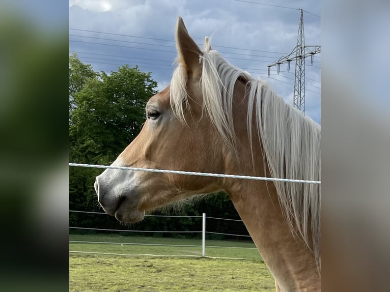Edelbluthaflinger Stute 5 Jahre 148 cm Falbe in Neustadt an der Weinstraße