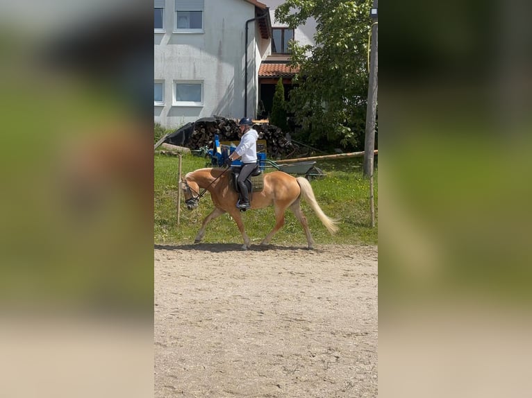 Edelbluthaflinger Stute 5 Jahre 148 cm Palomino in Rudersberg