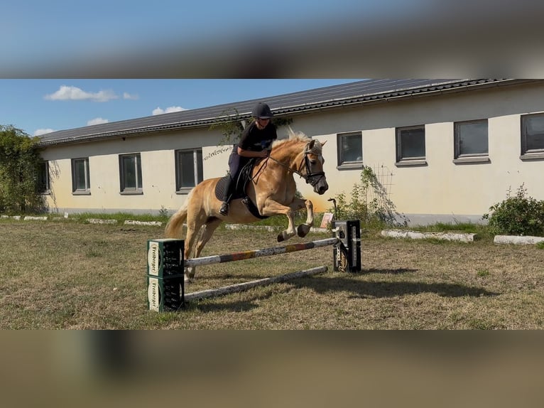 Edelbluthaflinger Stute 6 Jahre 147 cm Fuchs in Herzberg