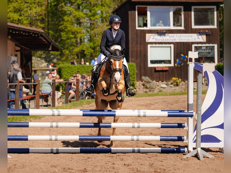 Edelbluthaflinger Stute 6 Jahre 148 cm Fuchs in Bayreuth