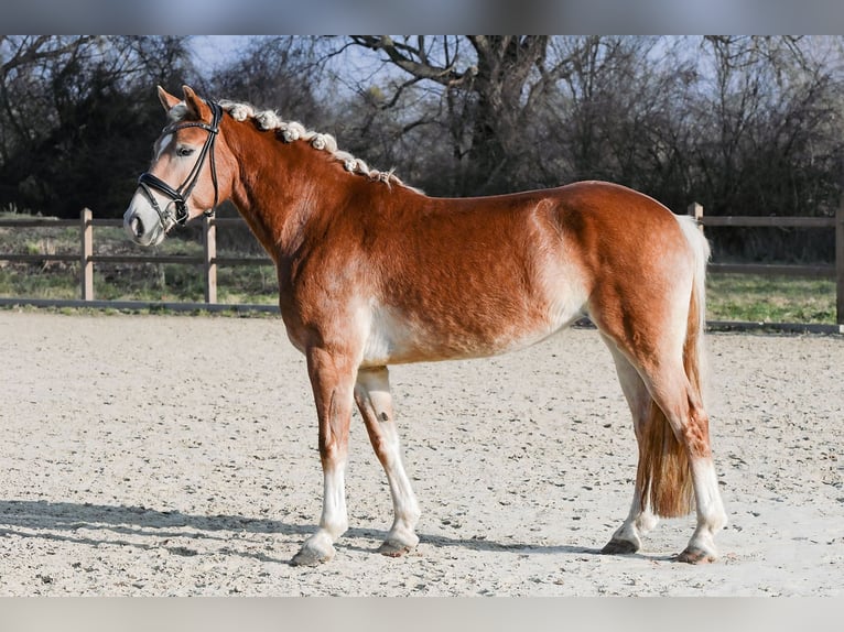 Edelbluthaflinger Stute 6 Jahre 148 cm Fuchs in Riedstadt
