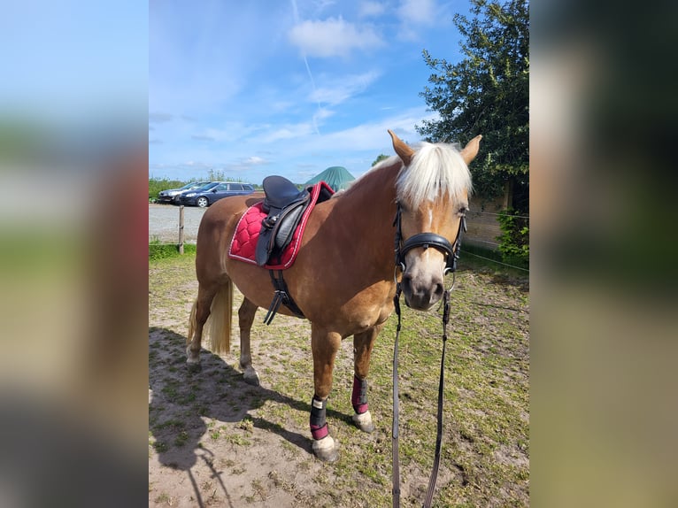 Edelbluthaflinger Stute 6 Jahre 148 cm Fuchs in Wiemerstedt