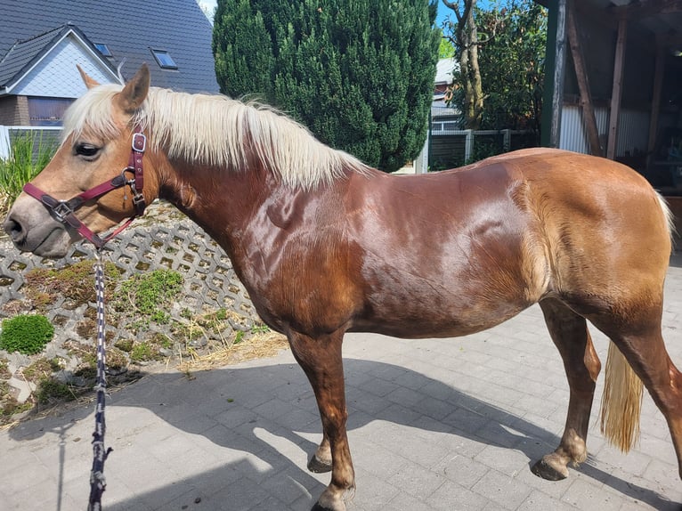 Edelbluthaflinger Stute 6 Jahre 148 cm Fuchs in Wiemerstedt