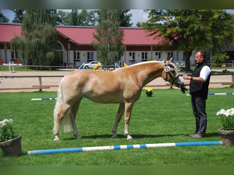 Edelbluthaflinger Stute 6 Jahre 149 cm  in Obersöchering