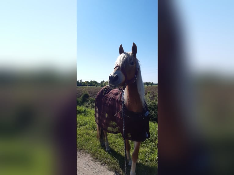 Edelbluthaflinger Stute 6 Jahre 155 cm Fuchs in Bremen