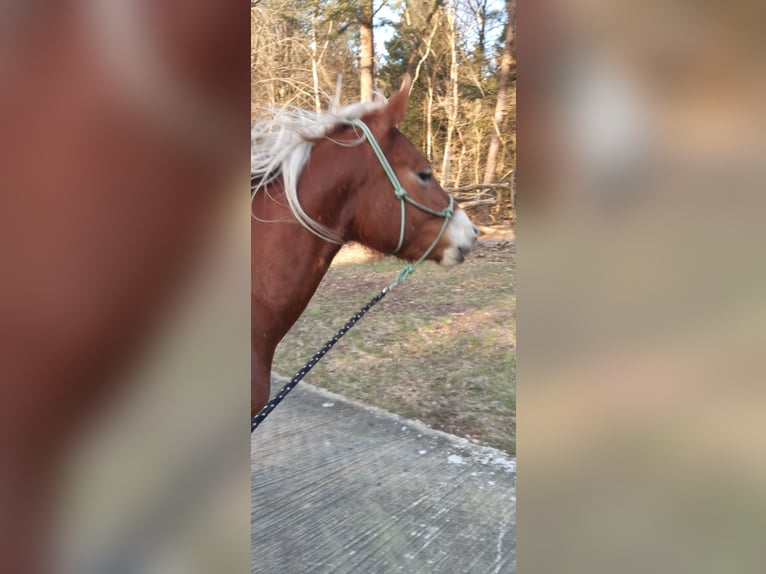 Edelbluthaflinger Stute 6 Jahre 155 cm Fuchs in Bremen