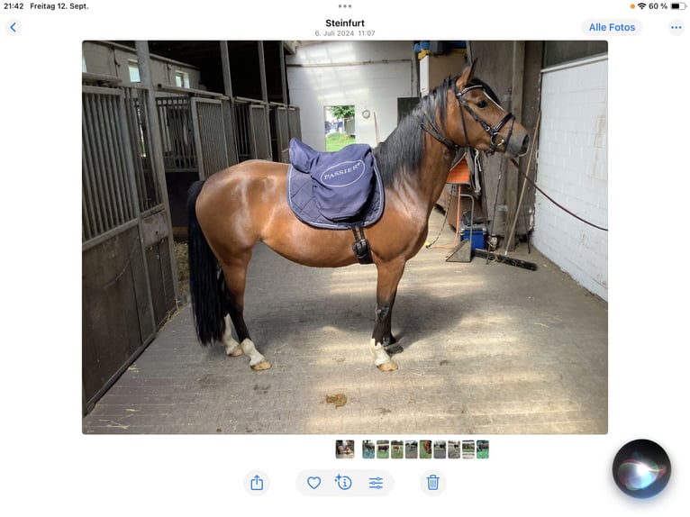 Edelbluthaflinger Mix Stute 7 Jahre 150 cm Dunkelbrauner in Lienen