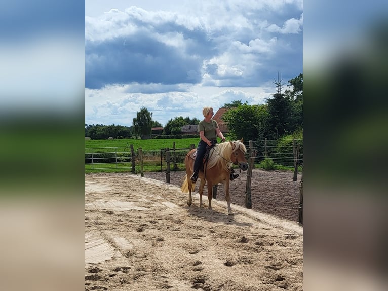 Edelbluthaflinger Stute 7 Jahre 150 cm Fuchs in Heemsen