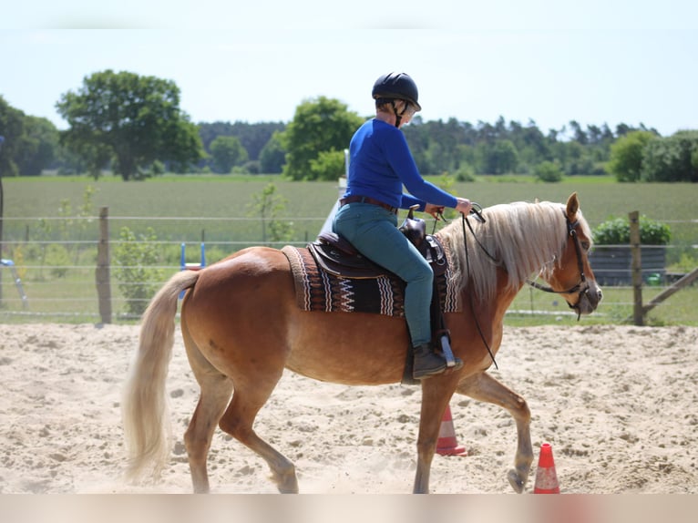 Edelbluthaflinger Stute 7 Jahre 150 cm Fuchs in Heemsen