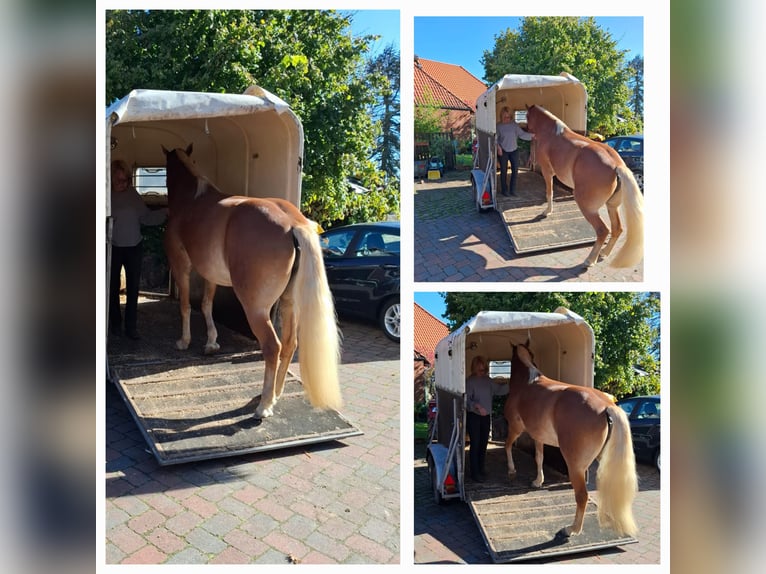Edelbluthaflinger Stute 7 Jahre 150 cm Fuchs in Heemsen